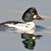 Common Goldeneye